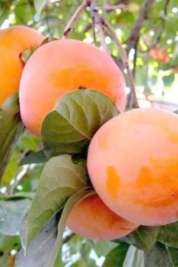 Хурма Українка (рання) самоплідна | Diospyros kaki ‘Ukrainka’ | Хурма Украинка (ранняя) самоплодная